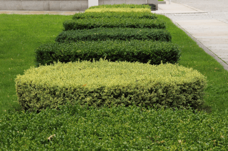 Rich landscaping